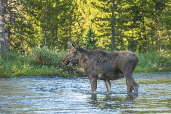 CO, Rocky Mts Male moose crossing Colorado River